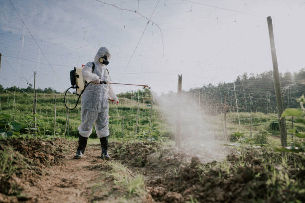 Best Insect Control  in Weedpatch, CA
