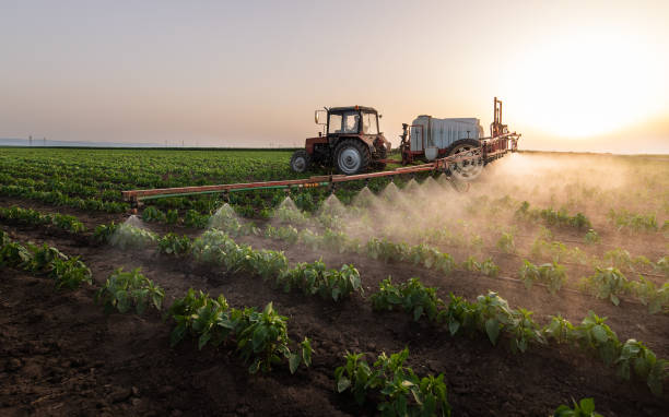 Best Emergency Pest Control  in Weedpatch, CA