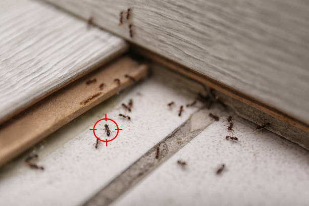 Best Mosquito Control Services  in Weedpatch, CA